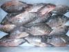 Frozen black tilapia fish