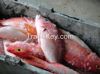 wild-catch Caribbean lobster, red snapper, conch