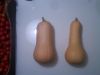 butternut squash exporter