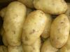 Sell  Fresh  Holland potato from south Africa