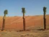 date palms trers for sale with home delivery and planting