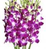 Sell Best Quality Thailand Natural Fresh Dendrobium Orchid Plants