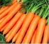 Sell Fresh Carrots