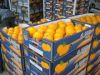 Sell  Fresh Valencia Oranges