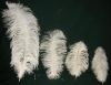 Ostrich Feather