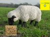 Sell Guar korma for sheep feed