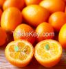 Fresh Kumquat Fruits