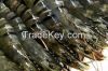Black Tiger prawns