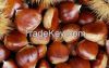 Chestnuts