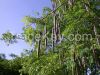 Moringa Oleifera Seeds