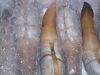 Live, fresh and frozen mexico waters geoduck clams for sale