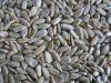 BEST PRICE FROM BALKAN - Sunflower seed II Sunflower bakery kernels