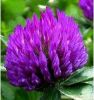 Sell  Red Clover Extract