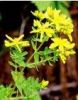 Sell St. Johns wort Extract