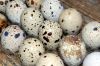 Selling Quail Eggs and Meat, Horticulture Products