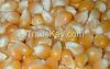 Yellow Corn, White Corn Cattle Feed