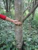 agarwood trees