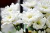 White Fresh Cut Chrysanthemum flower