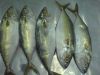 Sell India mackerel Whole round