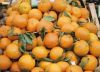 fresh fruit for sale/fresh citrus fruit/mandarin orange