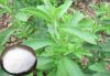 Stevia