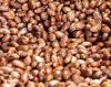 Sell offer for castor seed