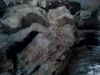 sell offer sheep, goat and cow skin