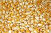 YELLOW MAIZE FOR SALE