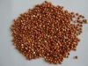 DRIED  RED SORGHUM FOR SALE