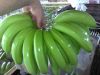 Green Cavendish Banana Premium Grade A