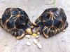 Radiated tortoises for sale