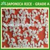 JAPONICA ROUND GRAIN RICE