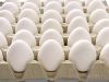 sell of White Chicken Eggs