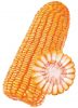 non-gmo yellow corn