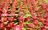 Dragon Fruit Supplier from Vietnam