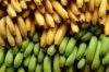 Fresh Bananas For Sale