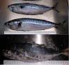SALE: Atlantic Mackerel (Scomber Scombrus) and Horse Mackerel (Trachurus Trachurus).
