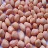 Groundnuts Java Seeds