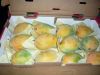 Fresh Mangoes Export Standard