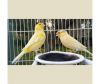 Canary Birds, Singing Birds & Love Birds, Parrots