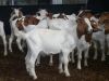 Live Boer Goats, Saanen Goats & Askanian Goats