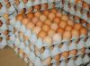 Fresh  White and Brown Chicken Eggs