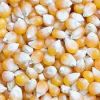  Maize | Maize Exporter | Corn Grain Seller | Maize Buyer | Bulk Maize Grain Importer | Corn bean Buyer | Corn bean Wholesaler | Corn Grain Manufacturer | Best Quality Corn Grain | Cheap Maize Supplier | Low Price Corn | Yellow Corn | White Cron | Baby Ma