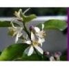 Neroli essential oil