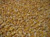 yellow corn for animal feed