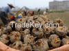 a lot of water chestnut direct from farm in China