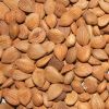 Organic Apricot Kernels