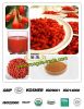 Goji Berry Extract, Wolfberry extract, Chinese Wolfberry Extract