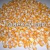 Yellow Maize