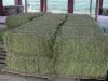 High Quality Alfafa Hay Sales / Grade A